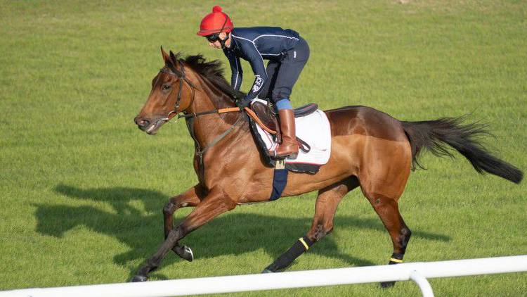 Fev Rover all primed to tackle powerful Godolphin battalion in Bahrain showpiece