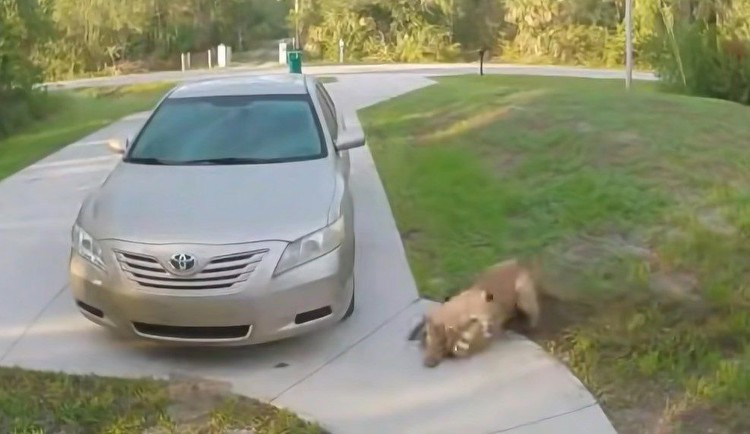 Florida Panther Takes Out A House Cat In Neighborhood Driveway