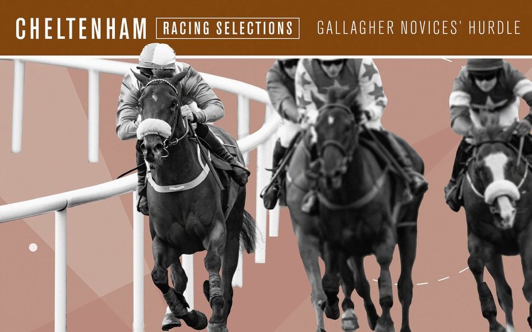 Gallagher Novices’ Hurdle tips: 1.45 Cheltenham win and each-way picks