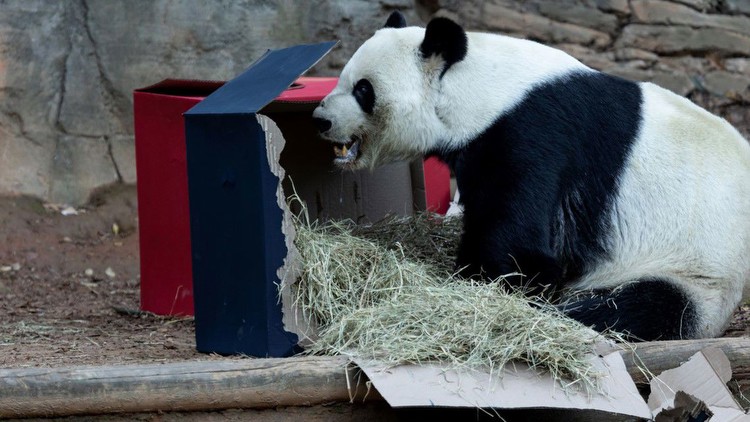 Giant panda at Zoo Atlanta makes Peach Bowl prediction