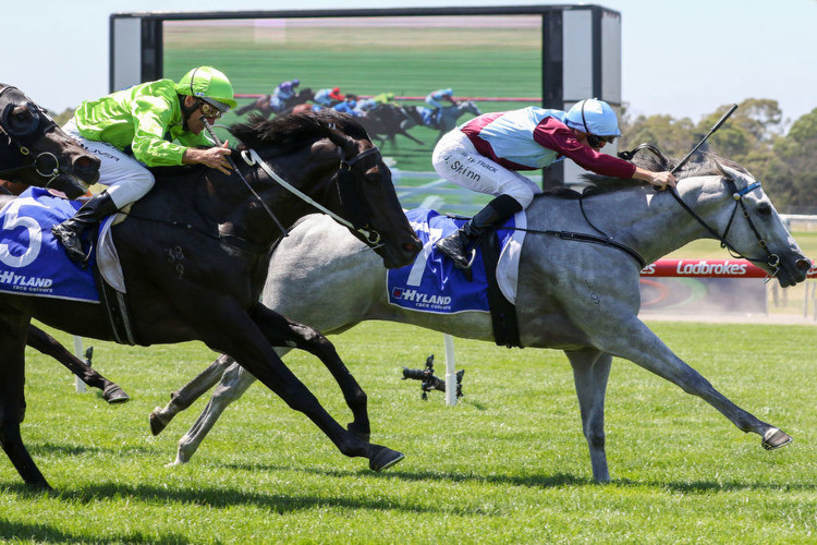 Greys race the Subzero Handicap a wide open betting race