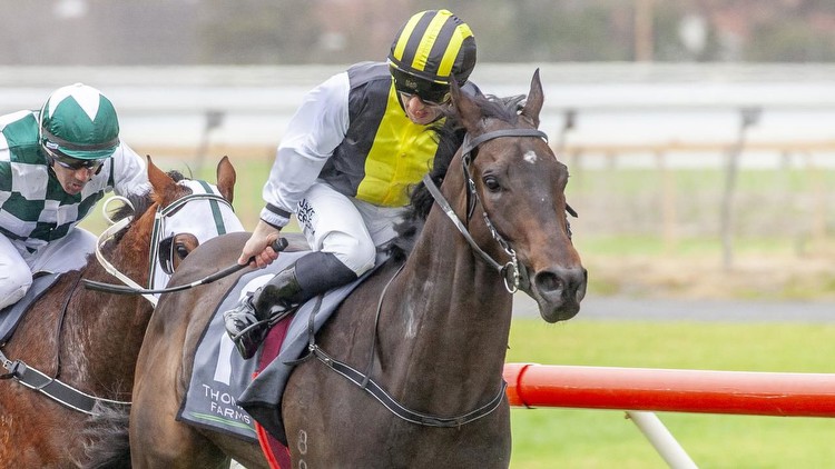 Horse owned by Richmond AFL stars lands betting plunge