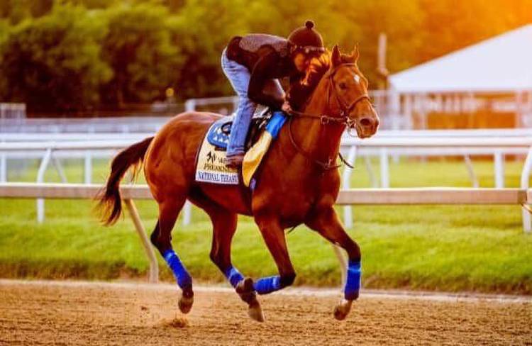 Horse Racing Nation expert picks: Preakness Stakes 2023