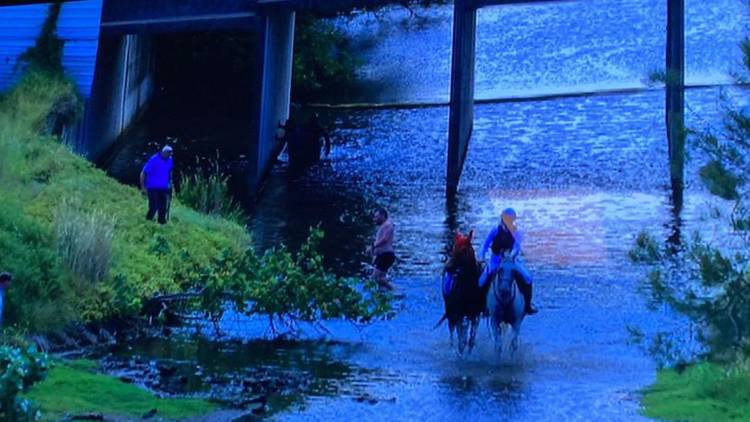 Horse rescued from shark-infested canal seeks first win in Brisbane