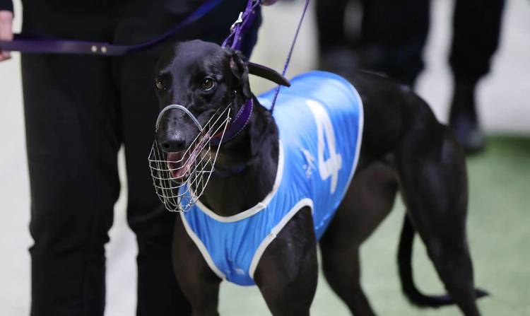 Kayla-Jane Coleman is Forever Thankful for chance to become Greyhound Racing NSW Dapto Megastar