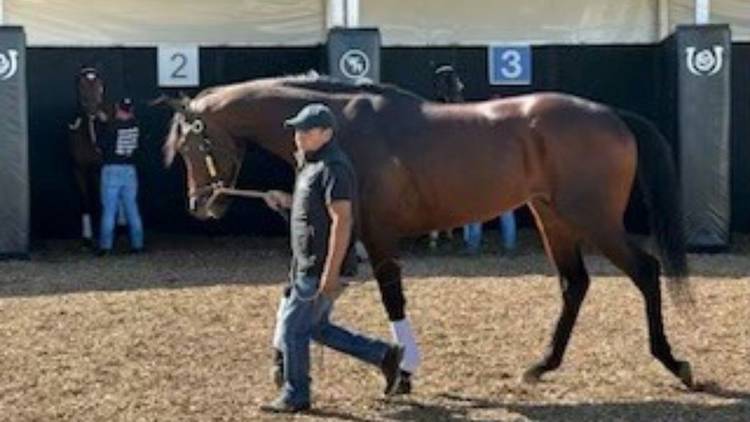 Kentucky Derby Contender Co-Owned by West Hartford Businessman