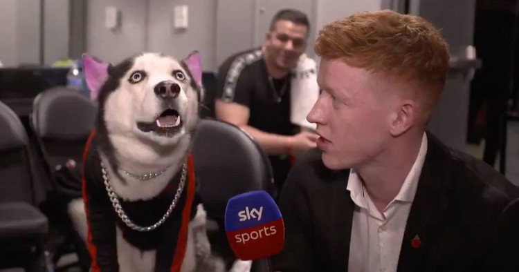 KSI vs Logan Paul TV coverage takes weird twist as Instagram-famous dog is interviewed