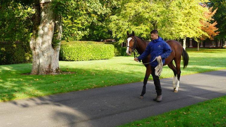 'Learning a new trade in breaking and pre-training yearlings has been valuable'