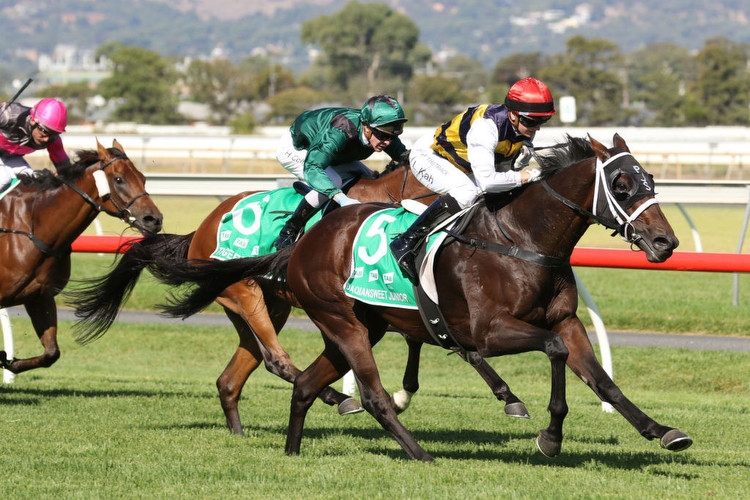 Melbourne Cup win would be Sweet for Stackhouse