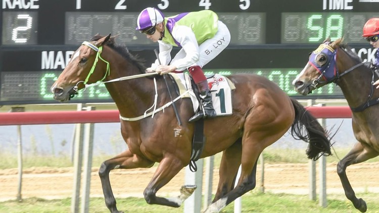Moruya preview: Joe Cleary has King Gutho ready to shine in Kosciuszko audition