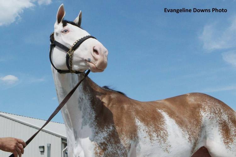Paint Thoroughbred Filly Runs Thursday At Evangeline Downs
