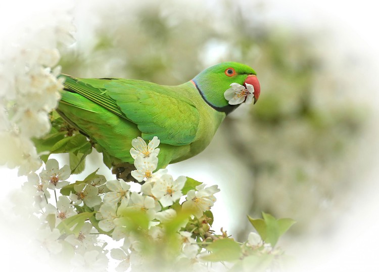 Parakeets take up residence in Norwich gardens and parks
