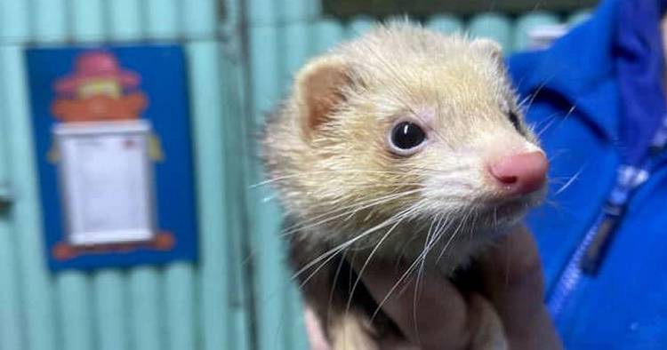 'Psychic' ferret makes England's first World Cup match prediction