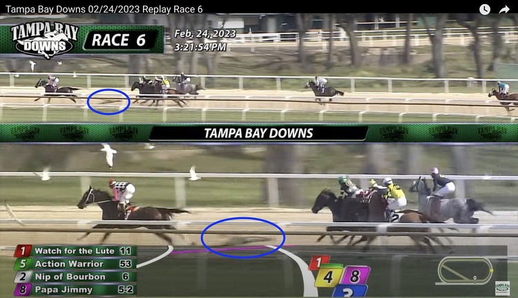 Race Horses Narrowly Avoid Alligator Collision at Tampa Track
