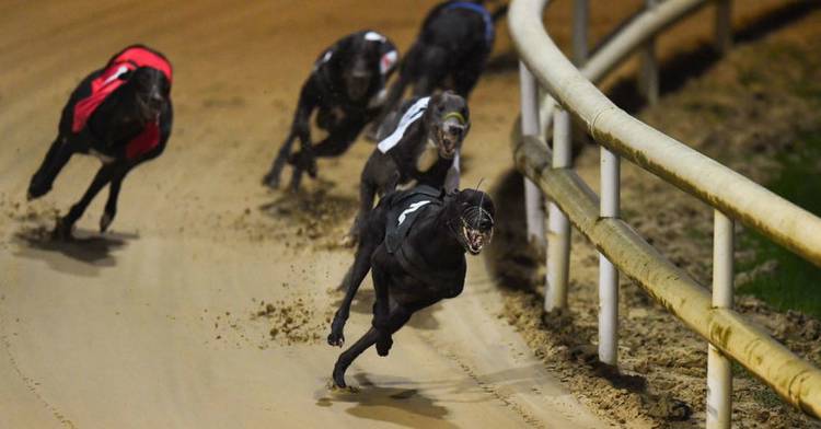 Semi-Finals Of Irish Greyhound Derby Set To Kick Off At Shelbourne Park