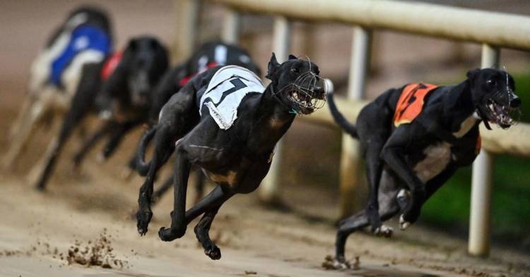 Shelbourne Park Set To Host The Business End Of Irish St Leger