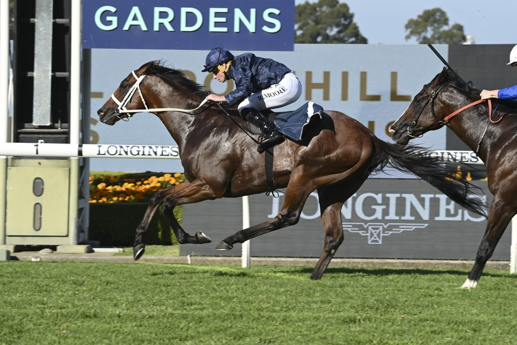 Shinzo Opens Favourite For Group 1 Golden Rose With Bookmakers