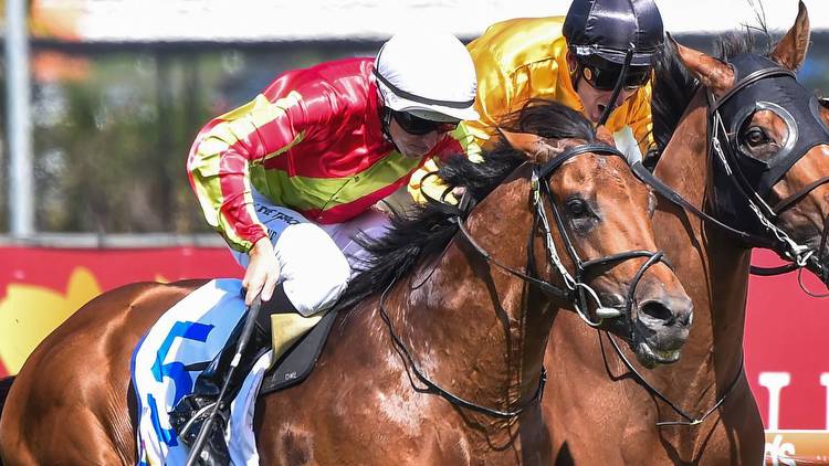 Smart import Earlswood forgotten by bookies in Cox Plate markets