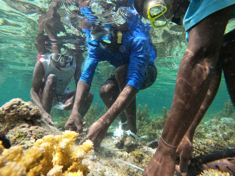 Some of the UK’s top athletes are helping to restore coral reefs