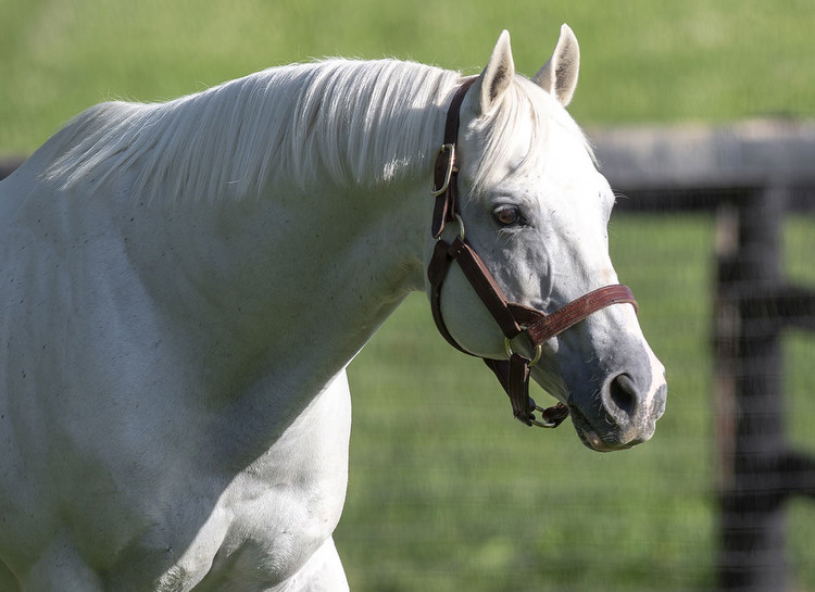 Tapit Remains at $185,000 for 2023