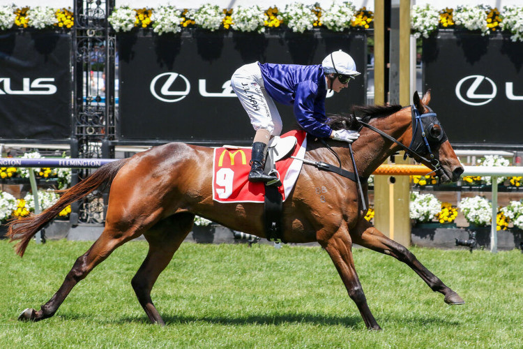 The Map aiming for Melbourne Cup glory