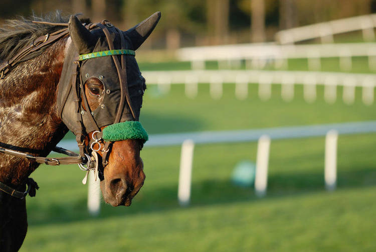 The ‘People’s Horse’ is now more a bookies friend