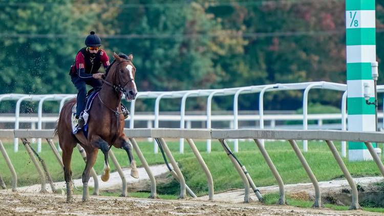 The Preakness Stakes ends the Triple Crown today. Here's everything you need to know