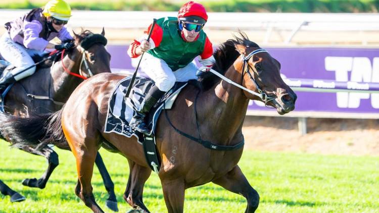 The Quokka: ‘Amelia's Jewel will become the best horse in Australia'