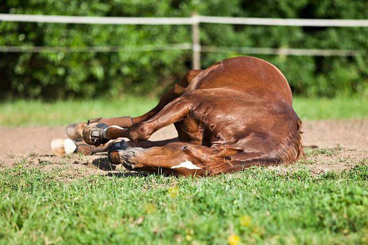 “These Horses Are Being Abused”: Tragic Update Rocks Kentucky Derby Racetrack as Sports World Calls for Strong Actions