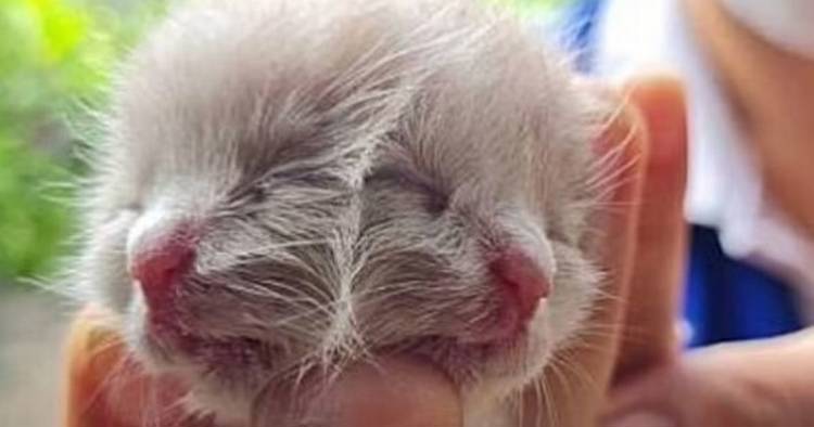 Tragedy as rare kitten born with two faces dies after found unconscious under blanket