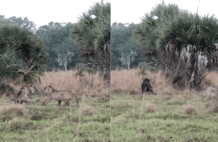 Two Florida Panthers Brawl Near Hunter’s Blind Until An Angry Wild Boar Breaks It Up