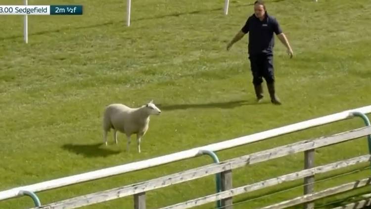 Watch hilarious moment SHEEP invades race track and manages to evade desperate attempts to capture it