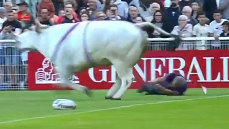 Watch shocking moment BULL gets loose on pitch before Super League clash as players run for their lives