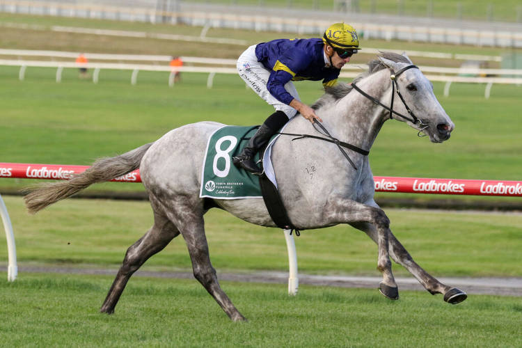 White Marlin returns in good order for Melbourne Cup campaign