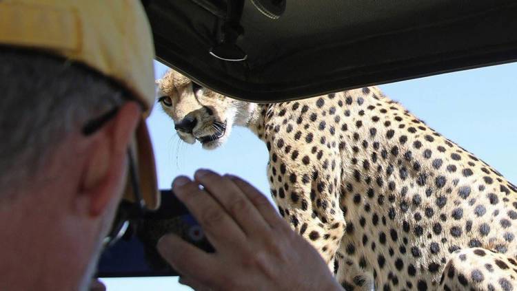Wild time on a Serengeti safari
