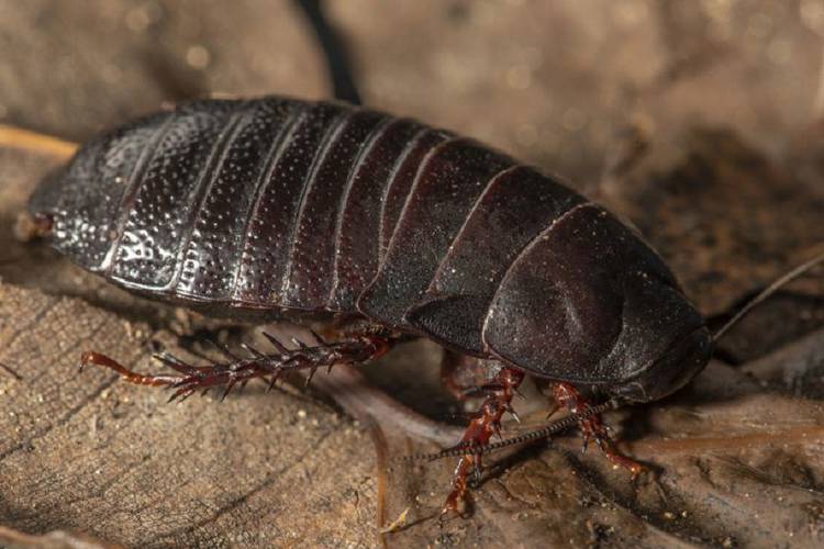 Wood-Eating Cockroach Found Again After 80 Years