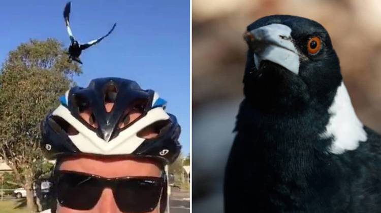World championship cyclists bombarded by swooping magpies in Australia