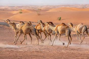Are Camels Faster Than Horses?