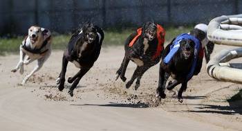 Greyhound Racing Betting: A Comprehensive Guide
