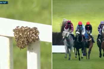 punters in stitches as hurdles bypassed and racing delayed at Worcester because of swarm of bees