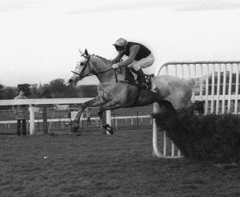 Six Tolworth Hurdle winners who went on to win at Cheltenham